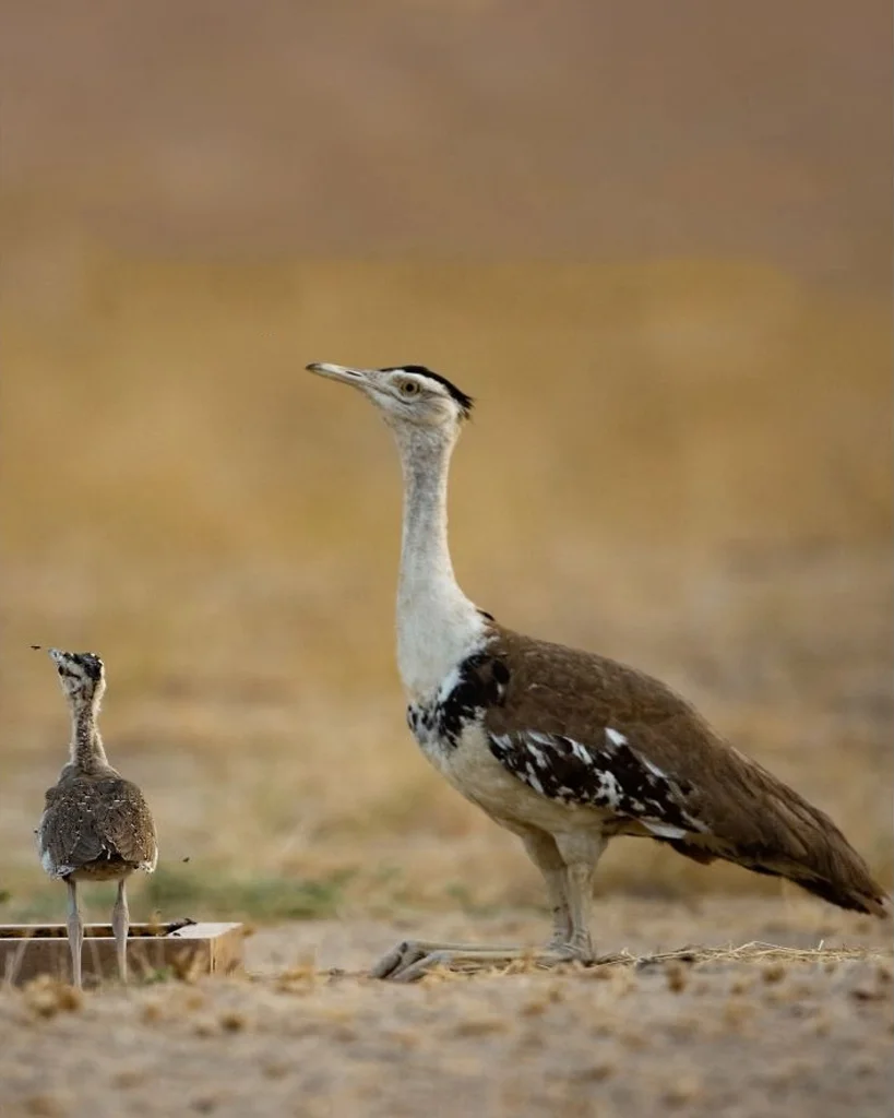 Desert National Park